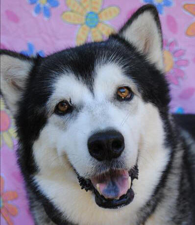 Delta - 5yo female Malamute