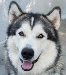 Snow - 5 yo male Malamute