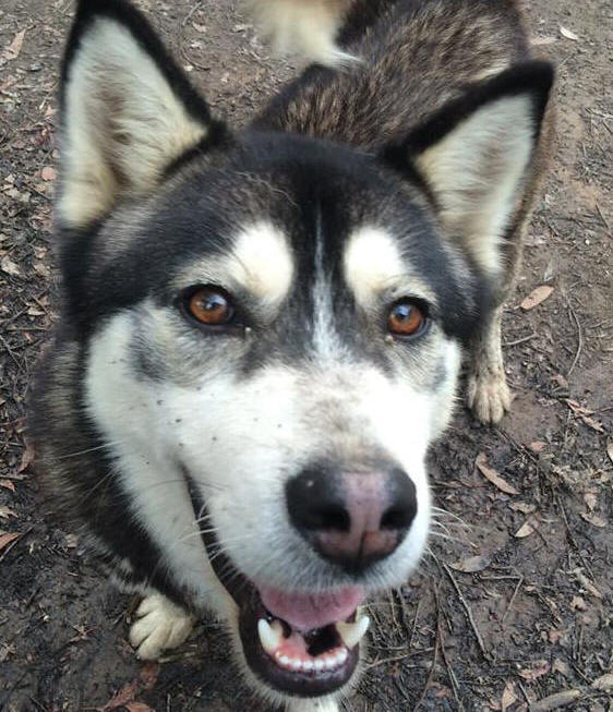 Kaio - 3 yo male Malamute X