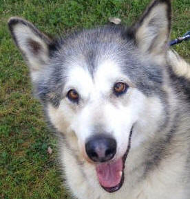 Kirra - 9 yo female Malamute