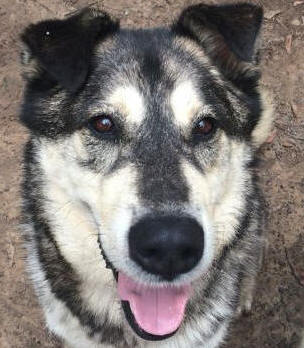 Lakey - 5 yo male Malamute X