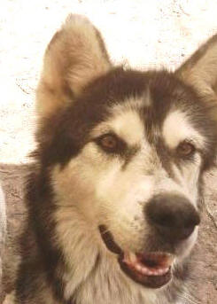 Mia & Avalanche - female Malamute & male Malamute X