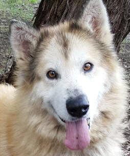 Snow - 6 yo male Malamute