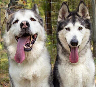 Snowy & Maya - Male & female Alaskan Malamutes