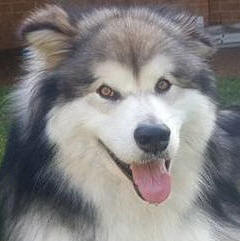 Occy - 3yo male Malamute