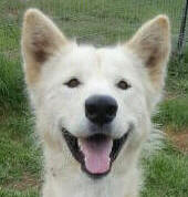 Snowy - female Alaskan Malamute