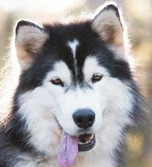 Ghost - 2 yo female Malamute