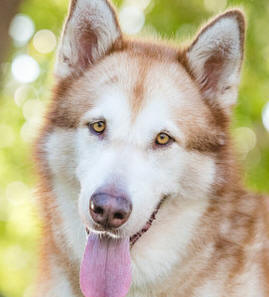 Haku - 5 yo male Malamute