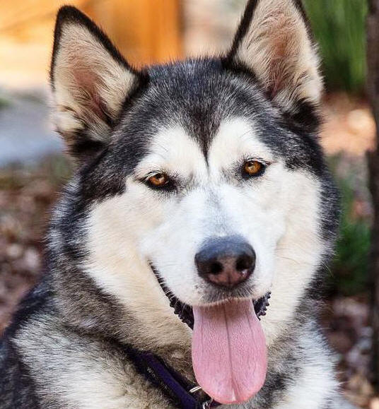 Gemma - 3 yo female Malamute