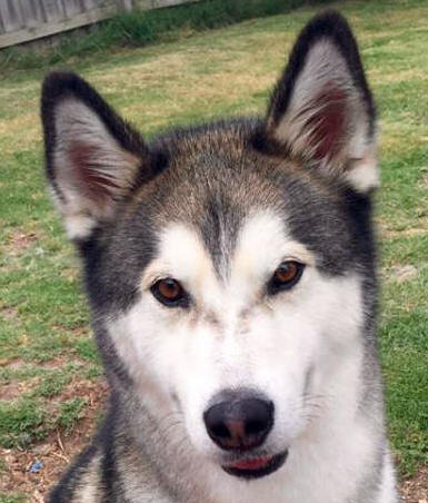 Ice - 7 yo male Malamute X Husky