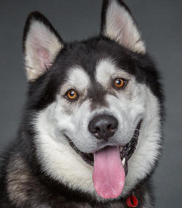 Koda - 2 yo male Malamute