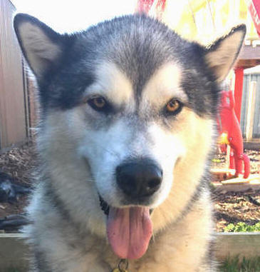 Tikaani - 5 yo male Malamute