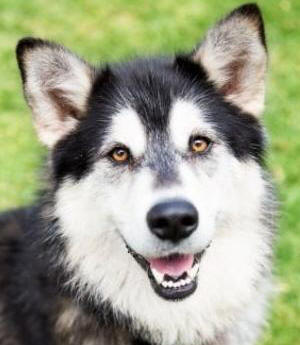 Miley - 6yo female Malamute