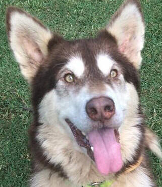 CC - 4 yo female Alaskan Malamute