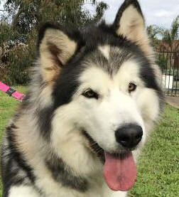 Storm - 4 yo female Malamute