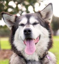 Tala - 7 yo female Malamute X