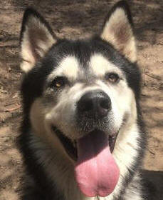 Titan - 2 yo male Malamute