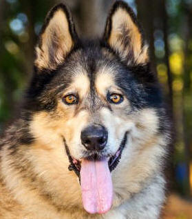 Gravy - 6yo male Malamute