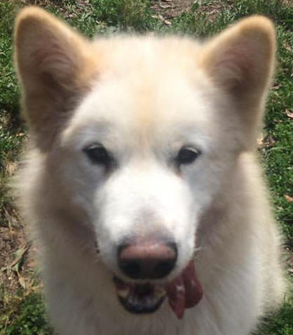 Marley - 4 yo male Malamute