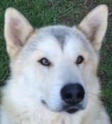 Patch - 2yo male Malamute