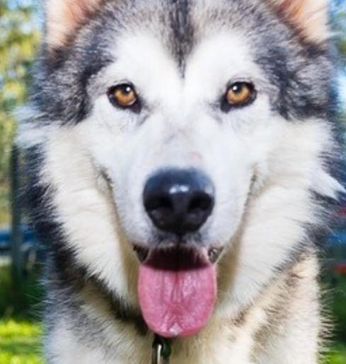 Thor - 3 yo male Malamute