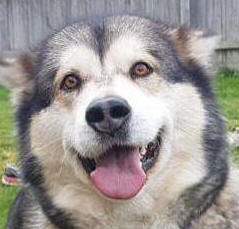 Dakota - 4yo female Malamute