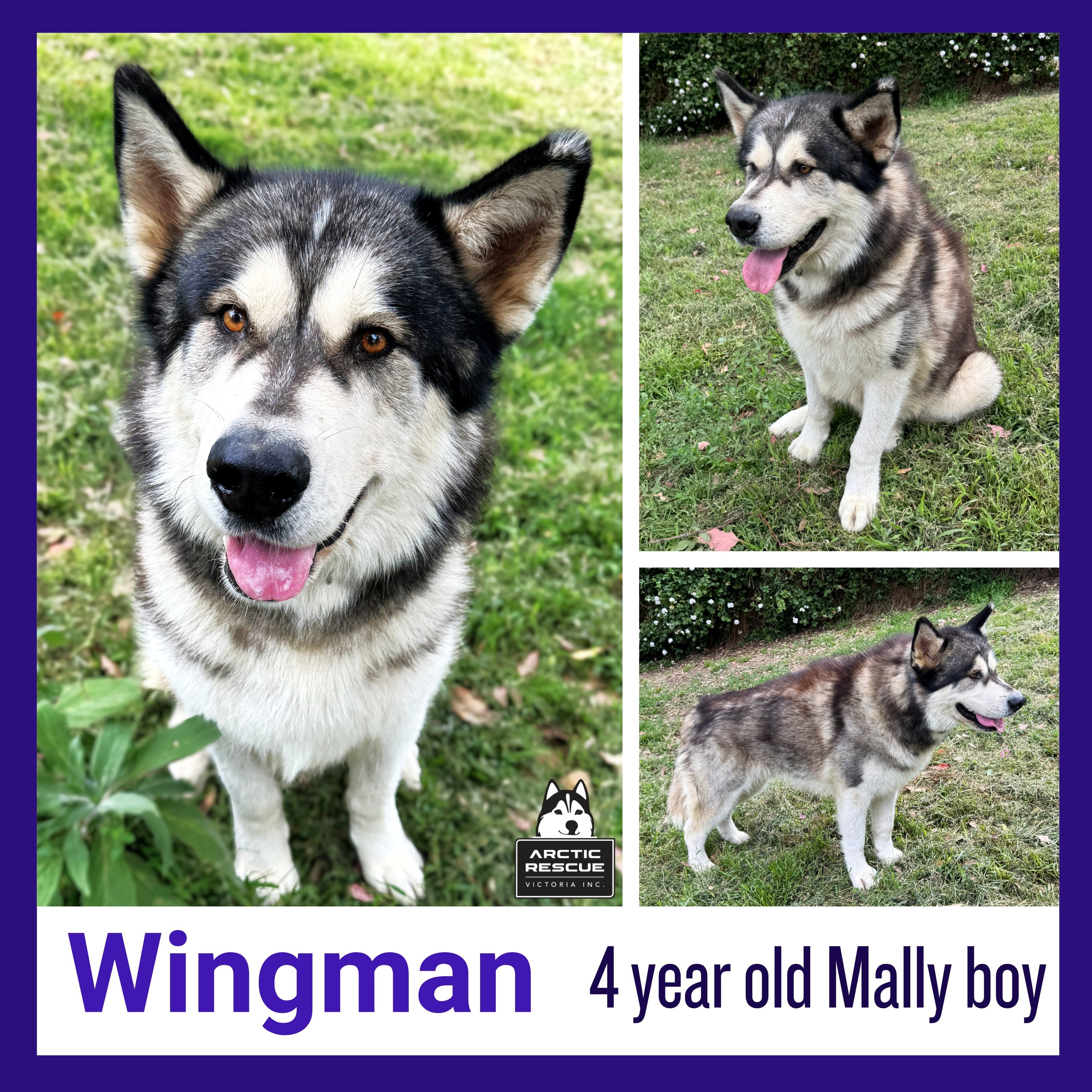 Wingman