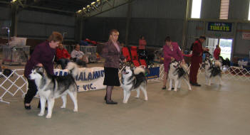 Show indoor ring