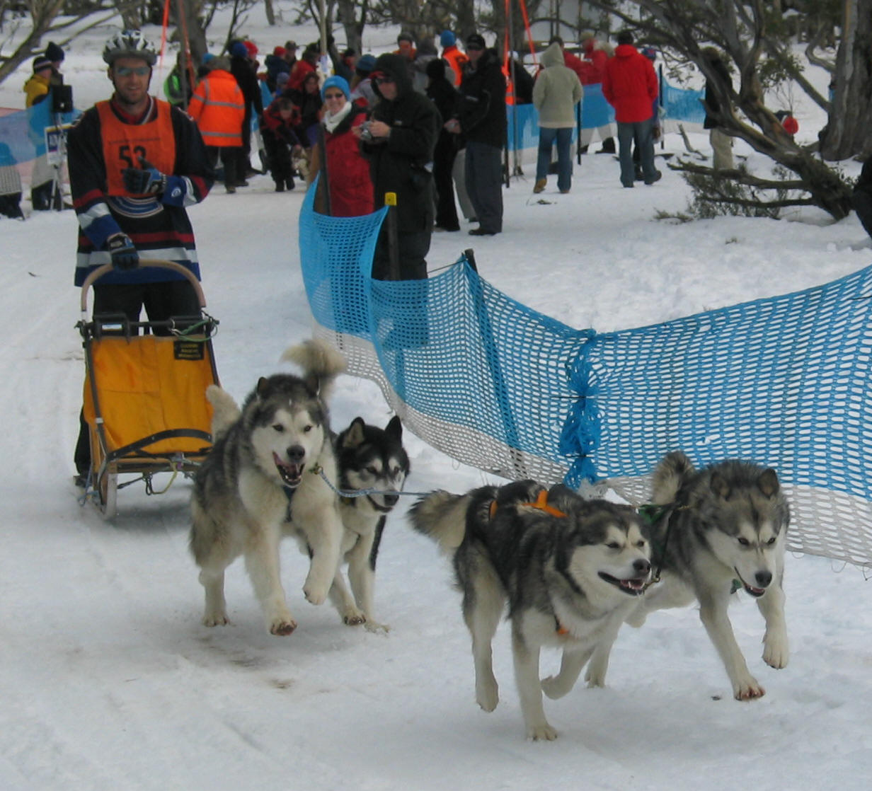 Malamutes snow sledding